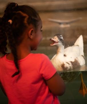 Child looking at a duck