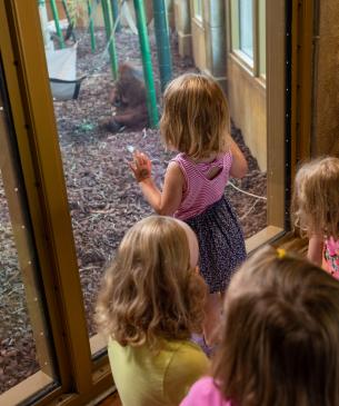 Indoor Orangutan Viewing