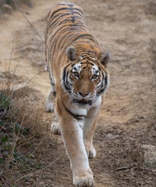 Amur Tiger