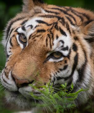 Amur Tiger