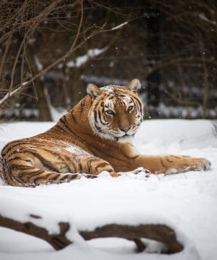 Amur Tiger