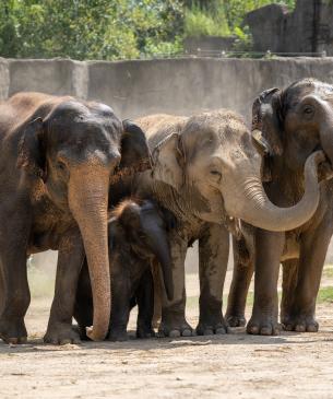 Asian elephant herd