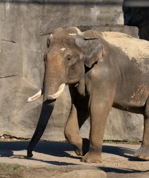 Bull Asian elephant