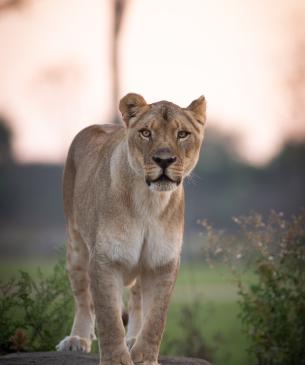 Female African Lion