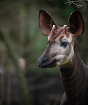 Okapi