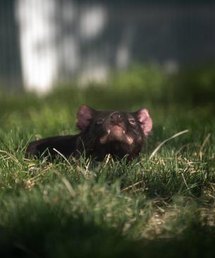 Tasmanian devil lying down