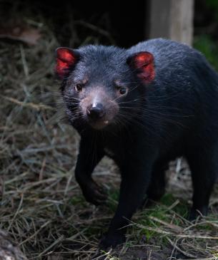 Tasmanian devil 