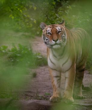 Amur Tiger