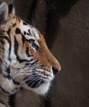 Amur Tiger