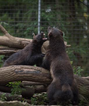 Wolverines play fighting
