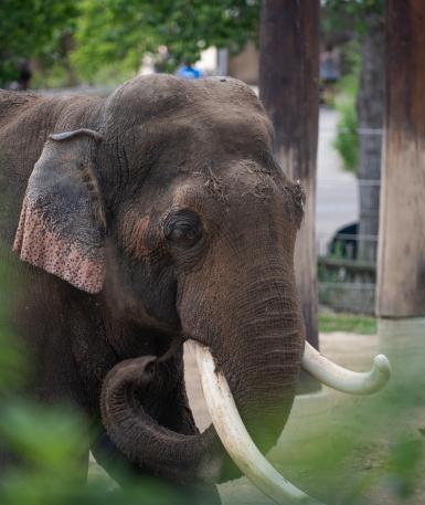 Bull Asian elephant