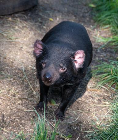 Tasmanian devil 