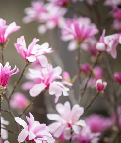 Photo of a blooming tree, with large pink flowers