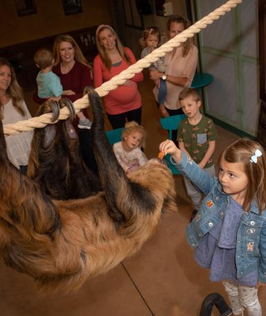 Guest feeding sloth
