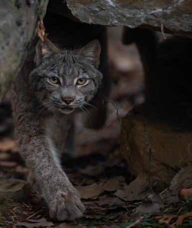 Canada Lynx