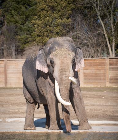 Asian Elephant