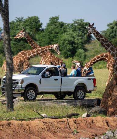 Savanna Tour