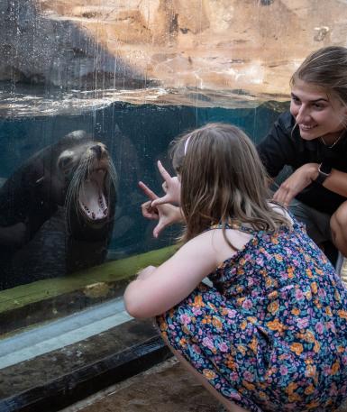 Sea Lion Experience