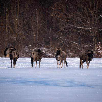 Wildebeest
