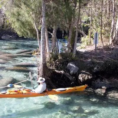 Kayak under tree