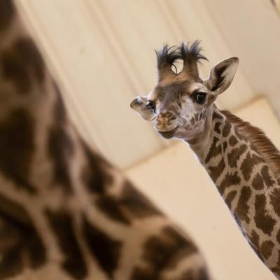 Charlie the Giraffe Calf