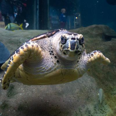 Hawksbill Sea Turtle