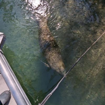 Manatee viewed from boat (Photo credit: Taylor Hann)