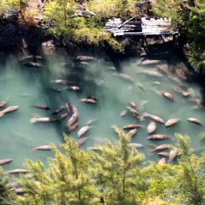 Manatee nursery from above
