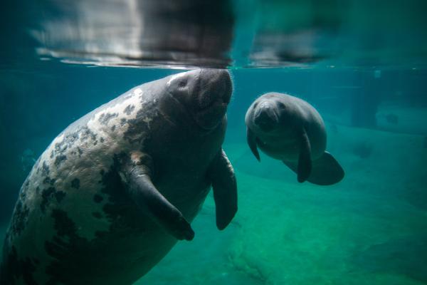 Manatees