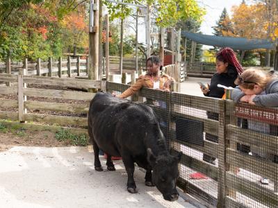 Children petting a mini dexter cow