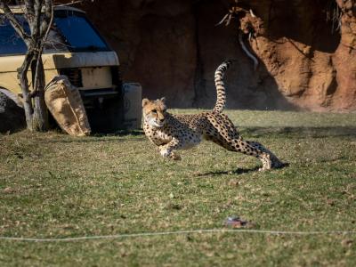 Cheetah run