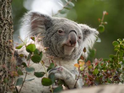 Koala
