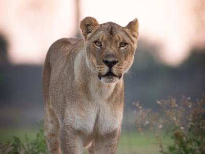 African Lion