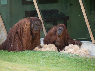 Orangutans