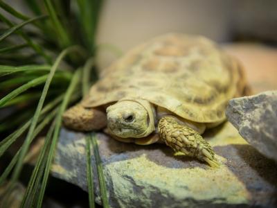 Pancake tortoise