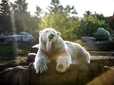 Polar bear