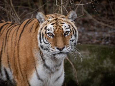 Amur Tiger