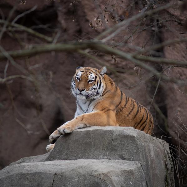 Amur Tiger
