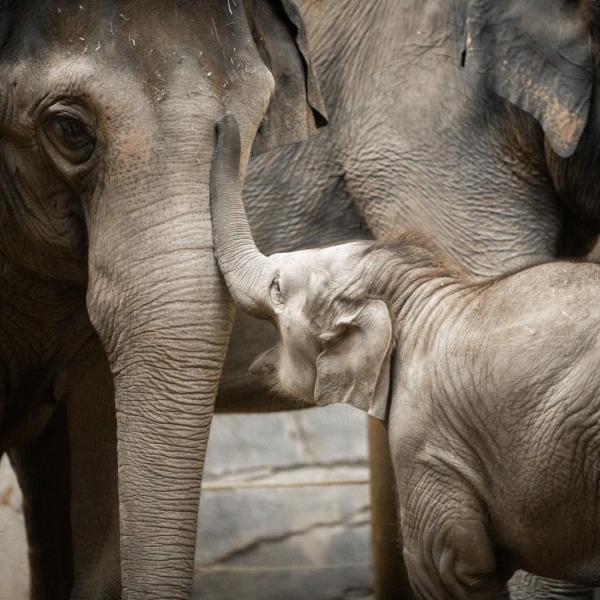 Asian Elephants