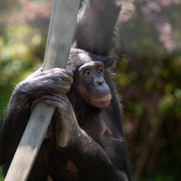 Bonobo