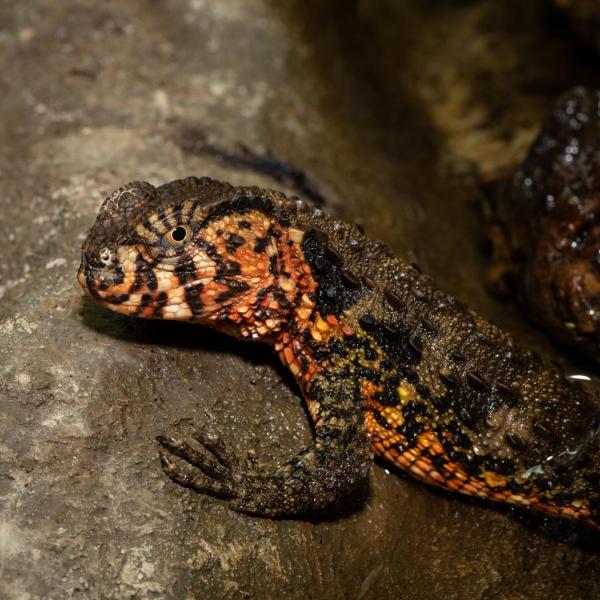 Chinese Crocodile