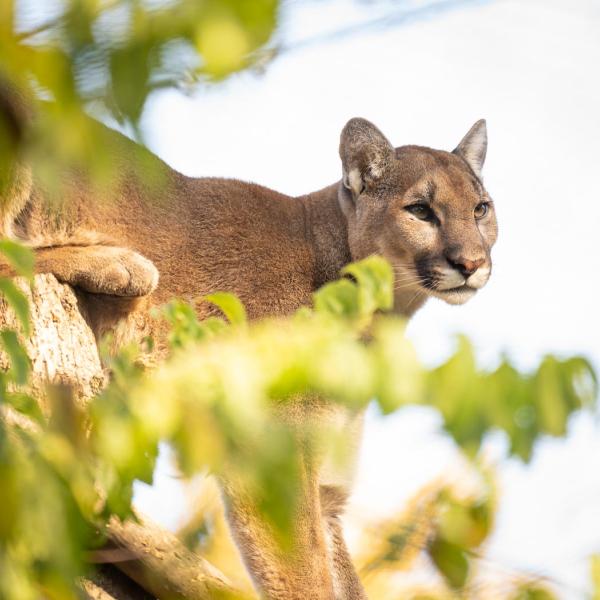 Cougar in tree