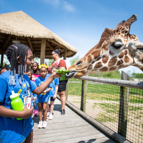 Child feeding a giraffe