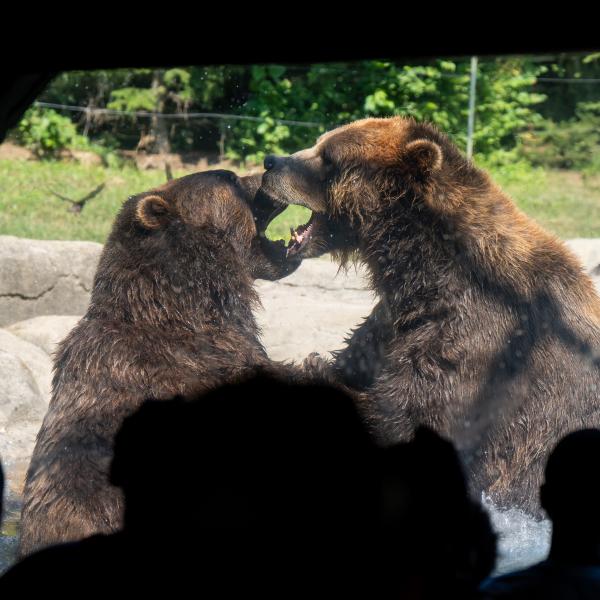 Brown bear brothers playing in the water