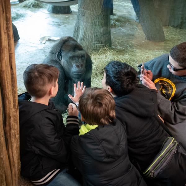 Indoor Gorilla Viewing