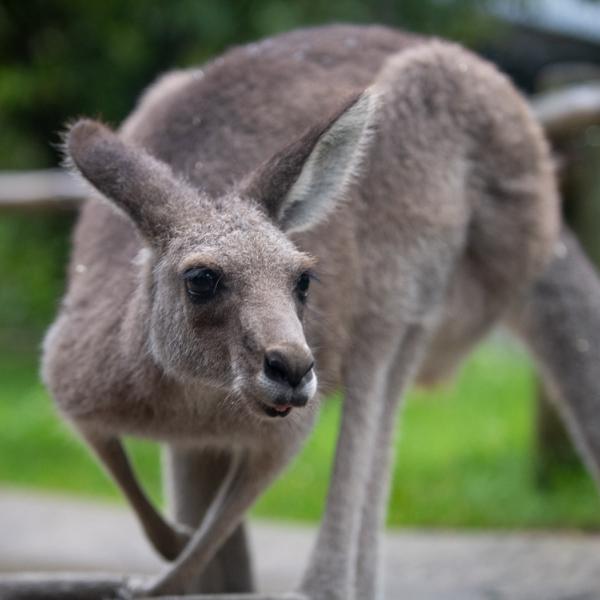 Kangaroo
