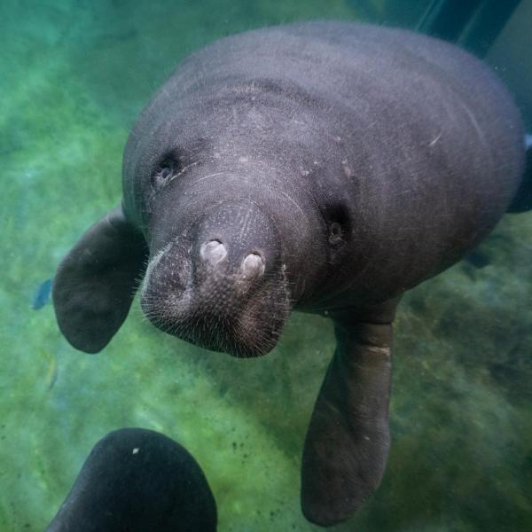Manatee Mary