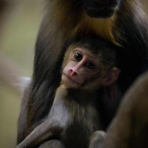 Mandrill Bernard
