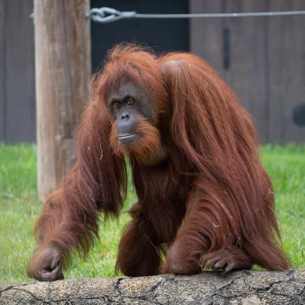Orangutan