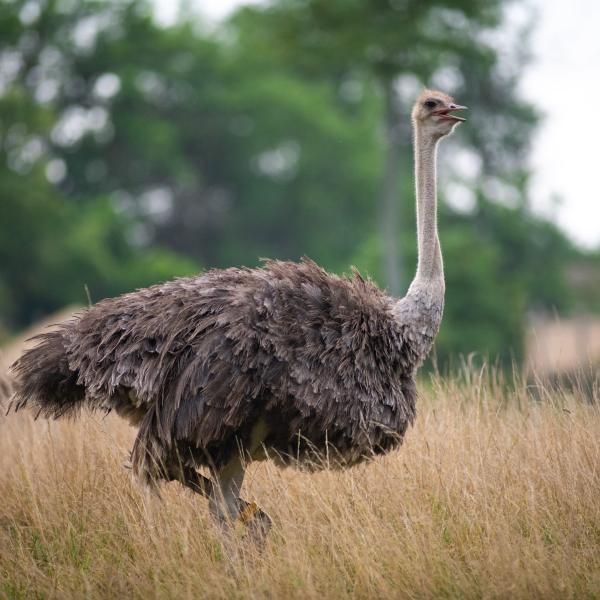 Ostrich